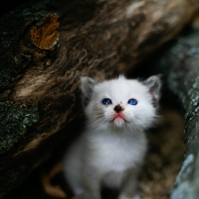 White Kitten